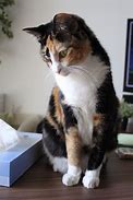 Image result for Calico Cat Memes