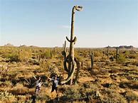Image result for Tucson T-Rex Cactus