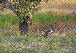 Image result for Henicophaps Columbidae