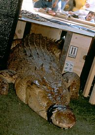 Image result for Biggest Saltwater Crocodile Ever