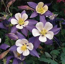 Image result for Aquilegia Blue Berry