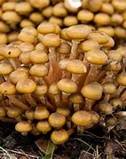 Image result for Ringed Honey Mushroom