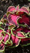 Image result for Red and Green Leaf Plant