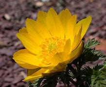 Bildergebnis für Adonis amurensis