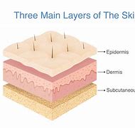 Image result for Skin Layers Diagram Labeled