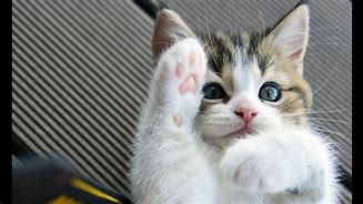 Image result for Kitten Cute Funny Cats