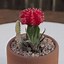 Image result for Identify Cactus
