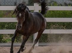 Image result for Arabian Horse Barrel Racing