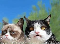 Image result for Pokey and Grumpy Cat Memes