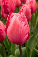 Image result for Tulipa Design Impression