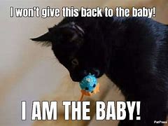Image result for Serious Black Cat Meme
