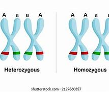 Image result for Homozygous Picture