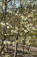 Image result for Magnolia Goldstar