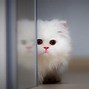 Image result for Cat Funny 4K Learn It