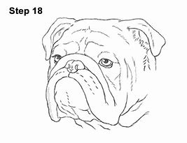 Image result for Bulldog Head Drawing