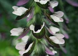 Image result for Acanthus Mornings Candle  P12