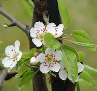 Image result for Malus domestica Cwastresse Double