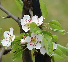 Image result for Malus Pumila