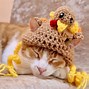 Image result for Sleepy Cat Thanksgiving