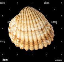 Image result for Clam Shell Shape Black