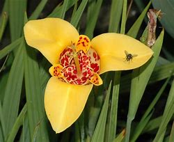Image result for Tigridia pavonia Canariensis