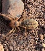 Image result for Camel Spider Poisonous