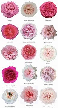 Image result for Pink Rose Names