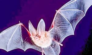 Image result for Jamaican Fruit Bat