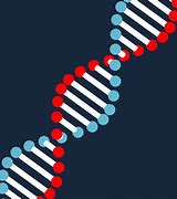 Image result for Diagram of DNA and Genes