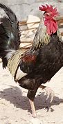 Image result for Coq Francais