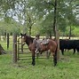 Image result for Florida Cracker Horse