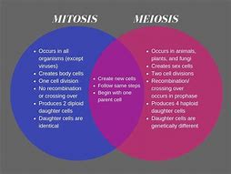 Image result for Difference Between Mitosis and Meiosis in Plants