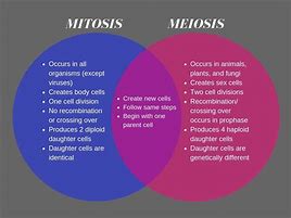 Image result for Difference Between Mitosis and Meiosis