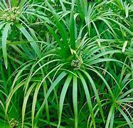 Image result for Cyperus Umbrella Plant