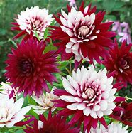 Image result for Dahlia Rebeccas World