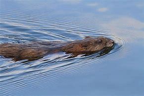 Image result for River Otter Swimming