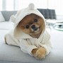 Image result for Pic of Jiff Pom