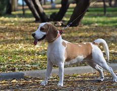 Image result for Best Dog Breeds for Kids