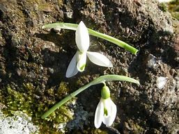 Image result for Galanthus Backhouse Spectacles