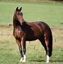 Image result for Jumping Horse Breeds