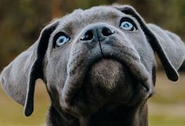 Image result for Cane Corso Blue Eyes