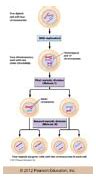 Image result for Meiosis 1 Phases