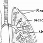 Image result for The Lungs Diagram Simple