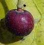 Image result for False Fruit Apple