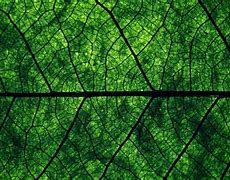 Image result for Aesthetic Wallpaper for Laptop Dark Green