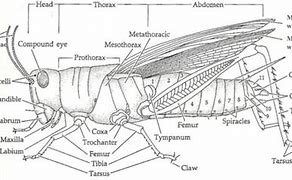 Image result for Cricket Insect Diagram
