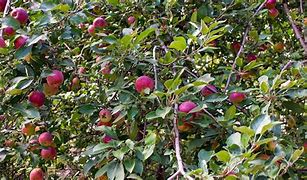 Image result for Apple Farms in Florida