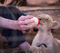 Image result for Zookeeper Feeding Animals