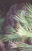 Image result for Florida Skunk Ape