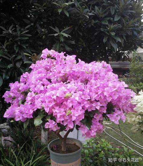 菊花啥品种一年四季开花